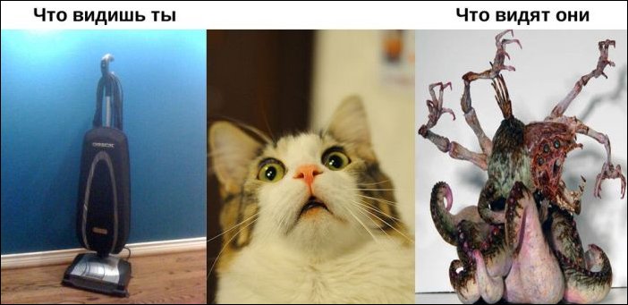 Окружающий мир глазами животных