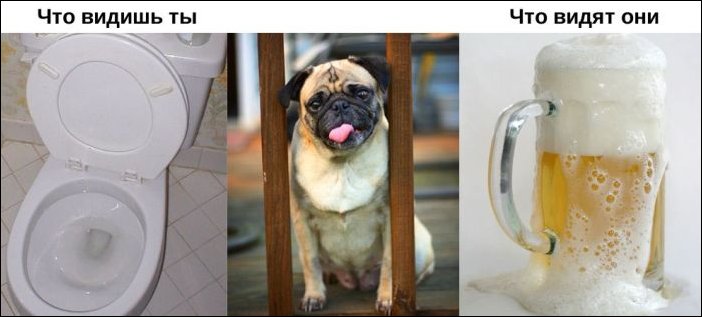 Окружающий мир глазами животных