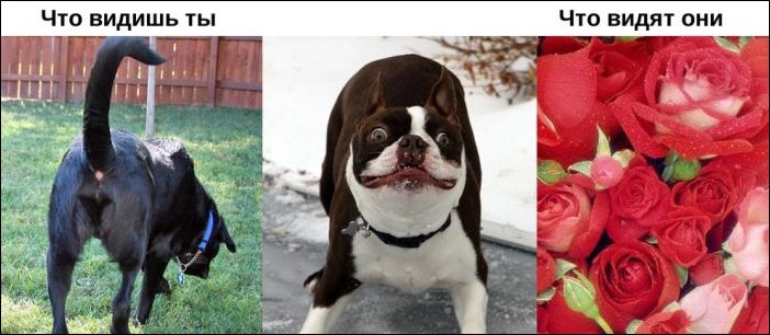 Окружающий мир глазами животных