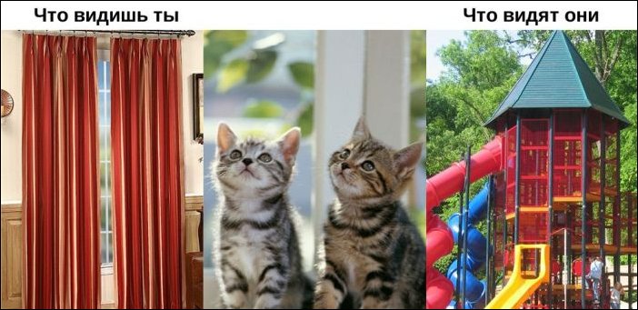 Окружающий мир глазами животных