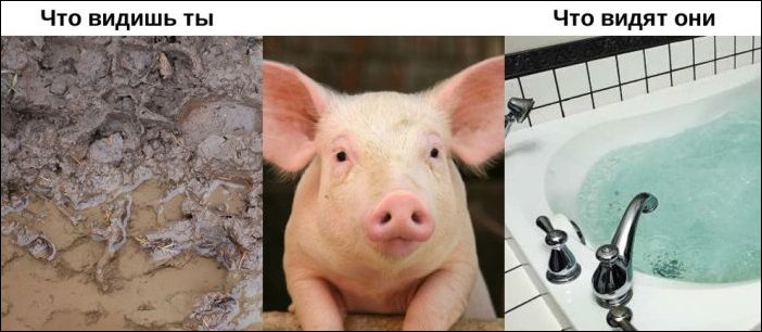 Окружающий мир глазами животных