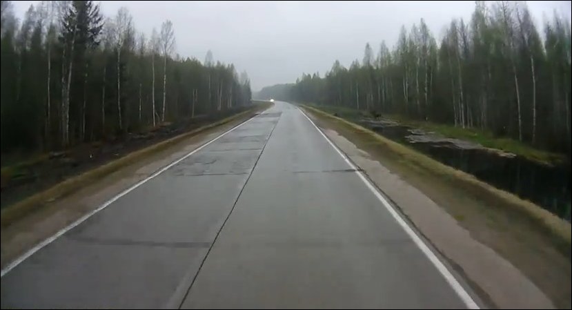 Лось выскочил на дорогу