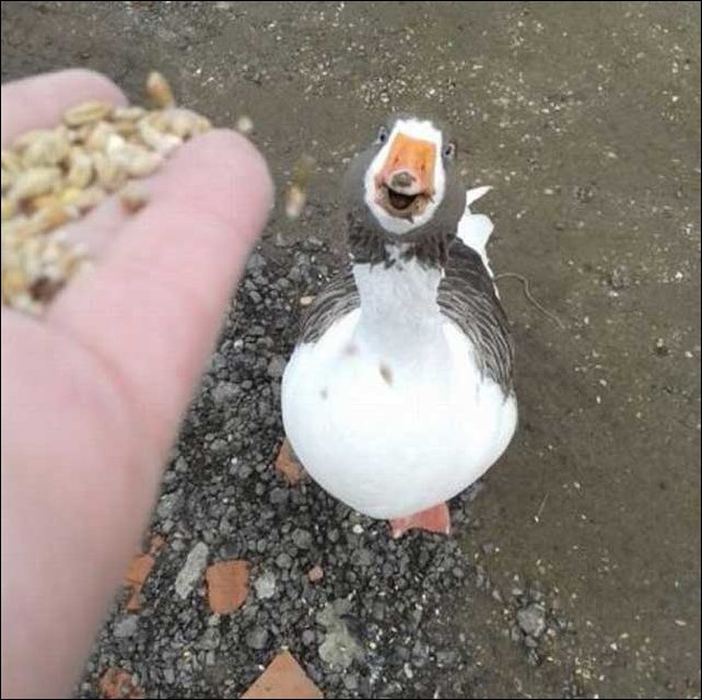 Подборка фотографий