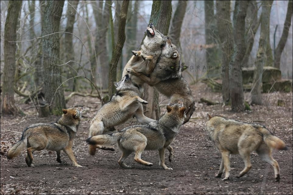Подборка фотографий