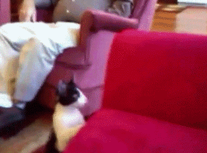 Прикольные гифки