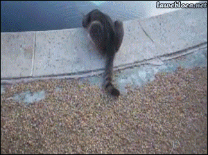 Прикольные гифки