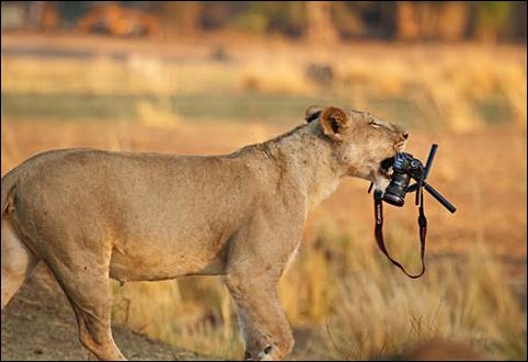 Фотоприколы