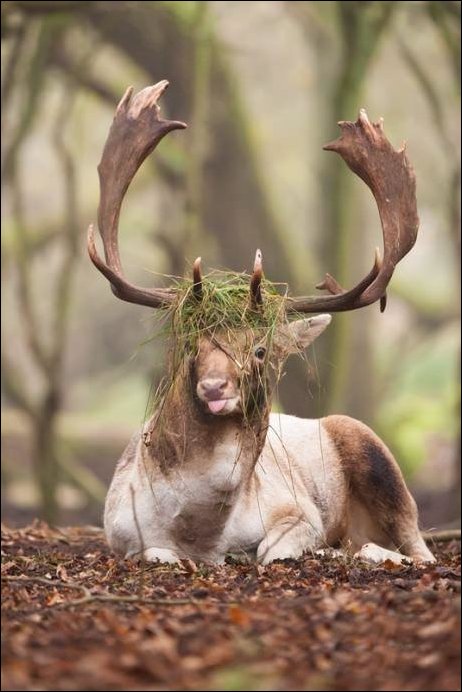 Фотоприколы