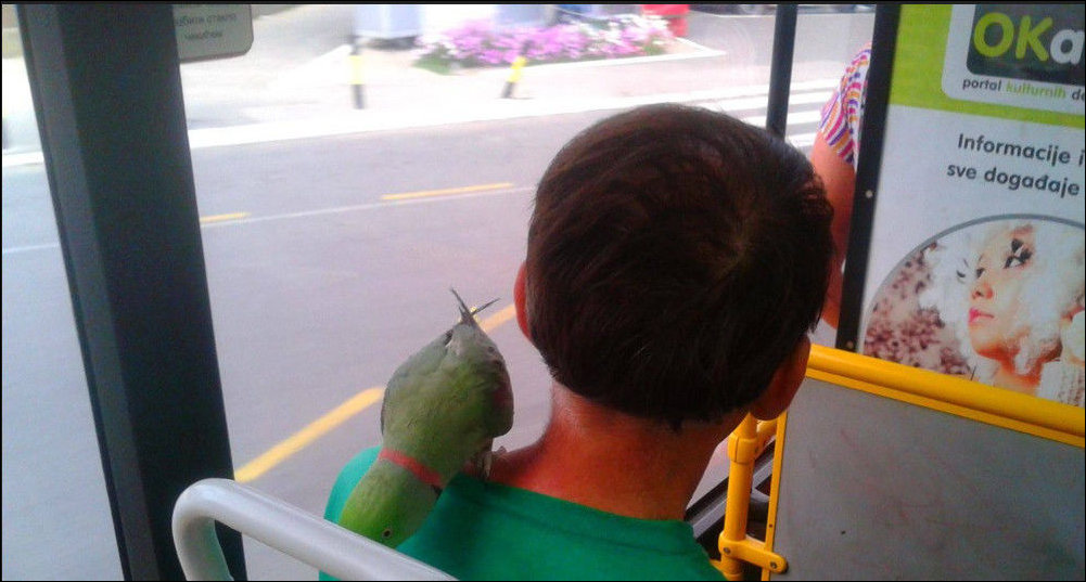 Автобусы и трамваи в Сербии