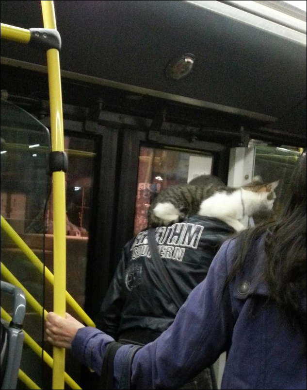 Автобусы и трамваи в Сербии