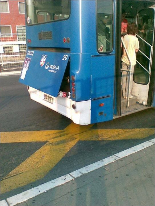 Автобусы и трамваи в Сербии