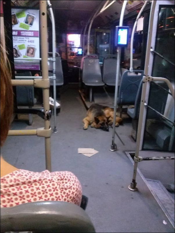 Автобусы и трамваи в Сербии