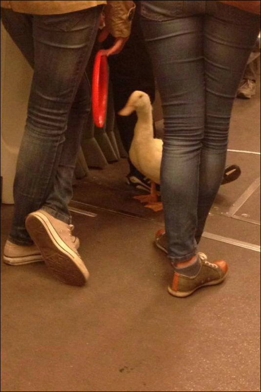 Автобусы и трамваи в Сербии