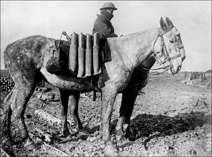 Животные на Первой Мировой Войне