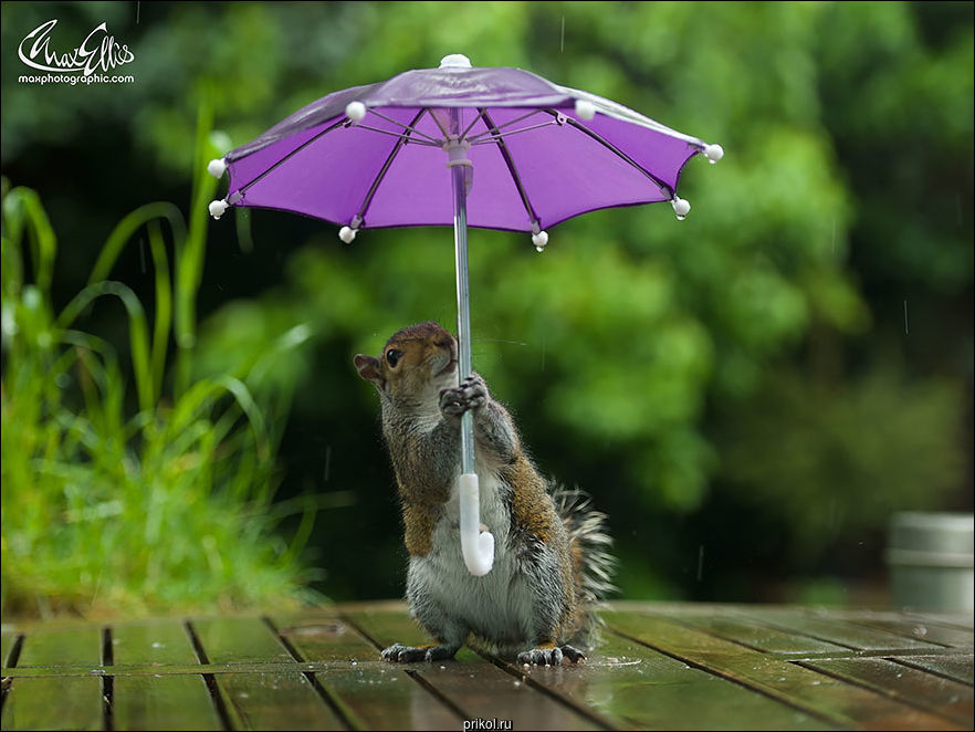 Белка с зонтиком
