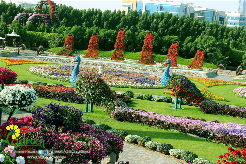 Чудо-сад в Дубае