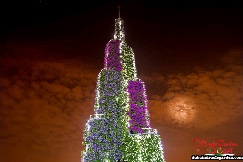 Чудо-сад в Дубае