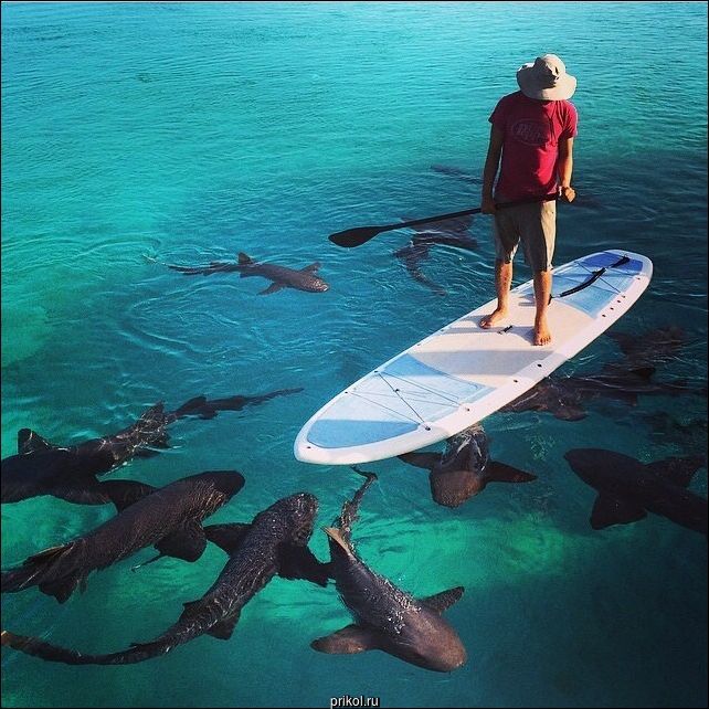 Фото приколы