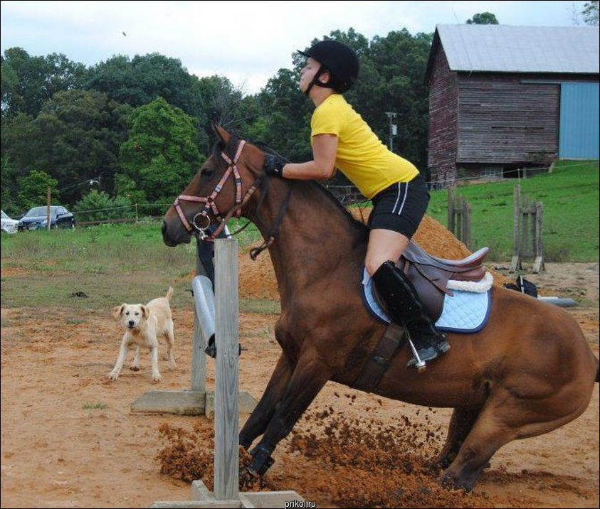 Фото приколы