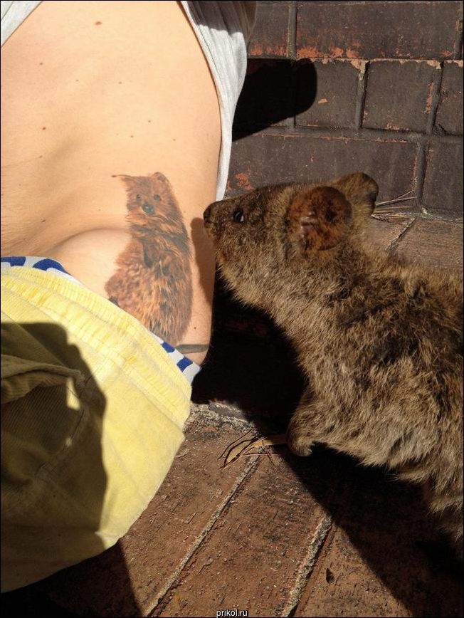 Фото приколы