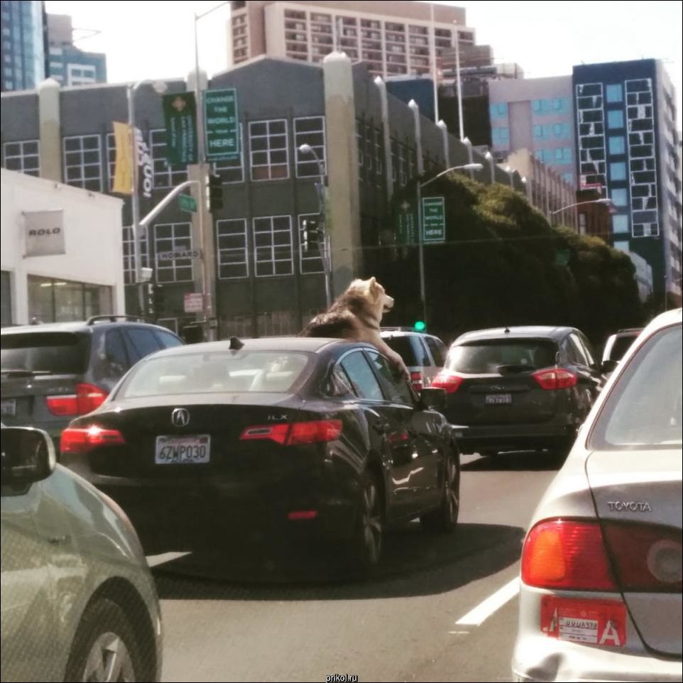 Фото приколы