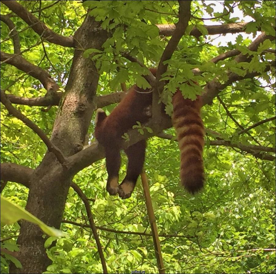 Фото приколы