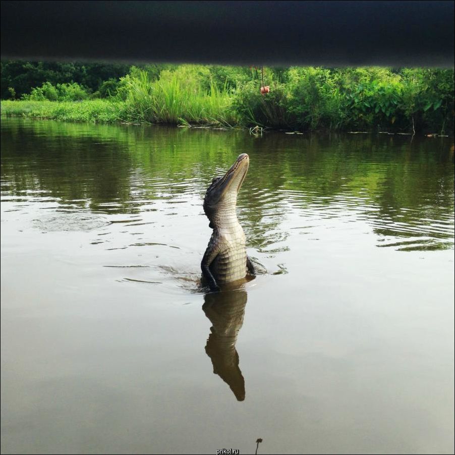 Фото приколы