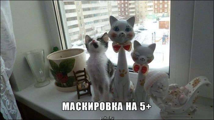 Фото приколы