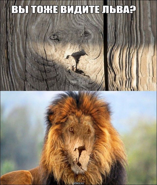 Фото приколы