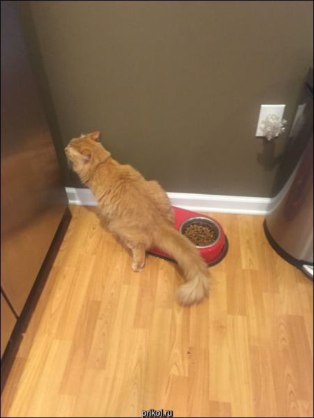 Фото приколы