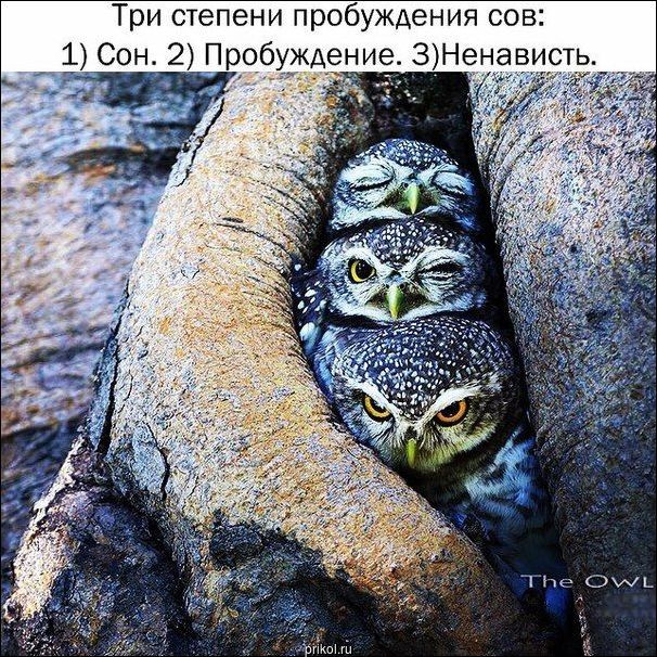 Фото приколы