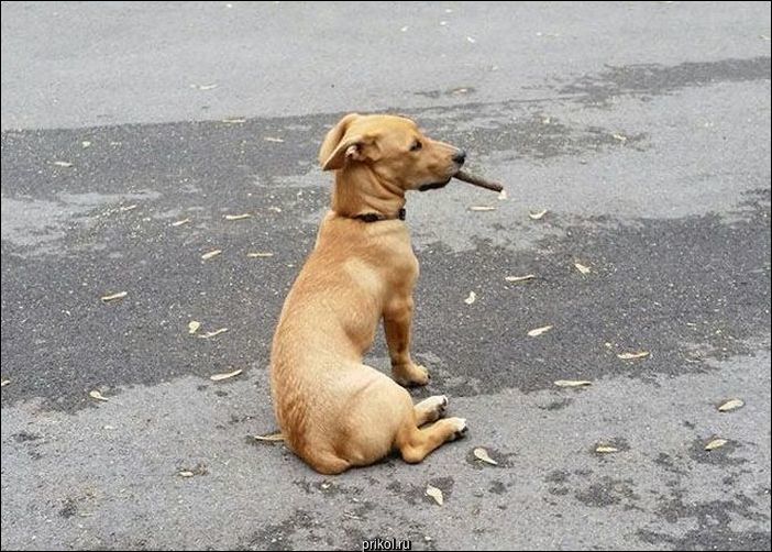 Фото приколы