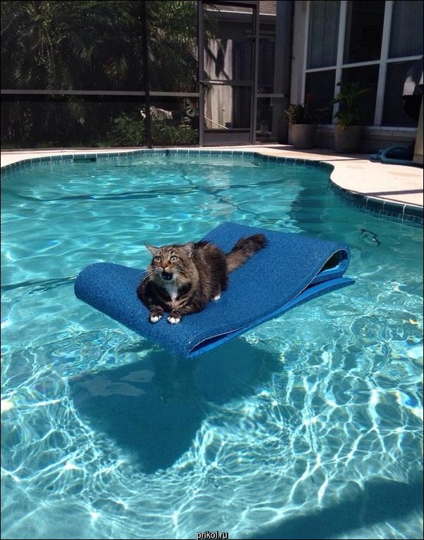 Фото приколы