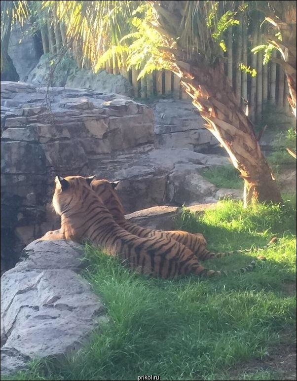 Фото приколы