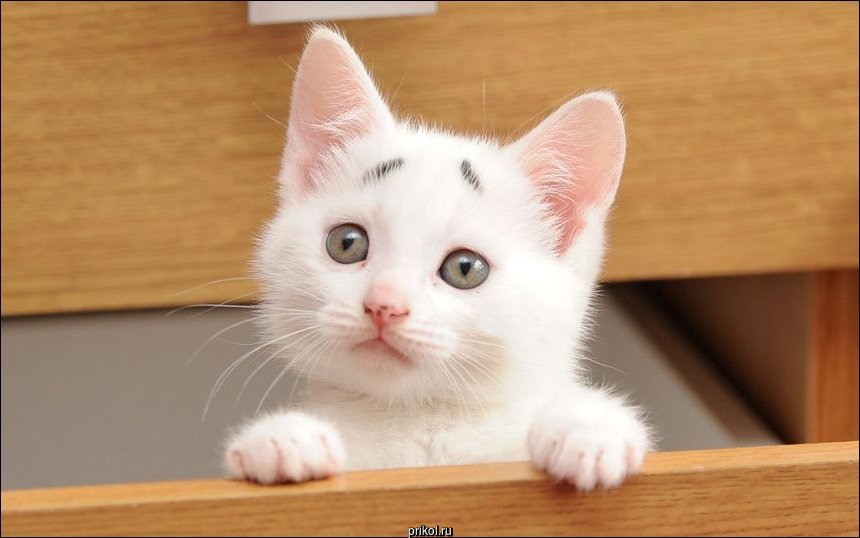 Фото приколы