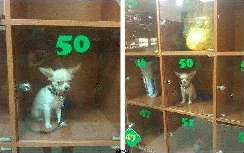 Фото приколы