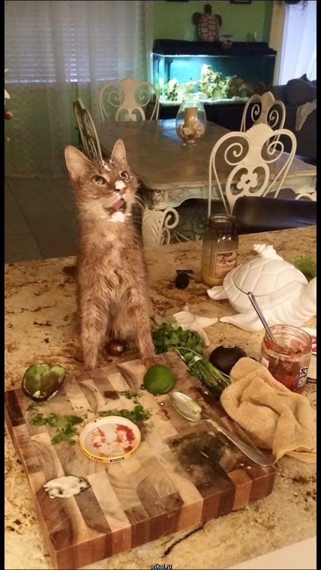 Фото приколы