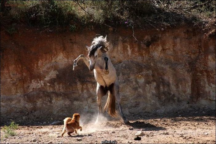 Фото приколы