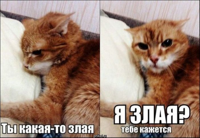 Фото приколы