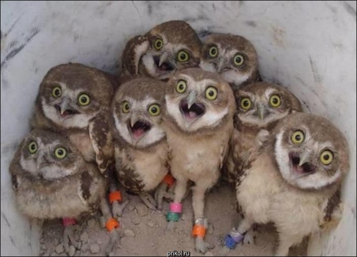 Фото приколы