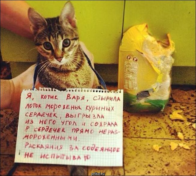 Фото приколы