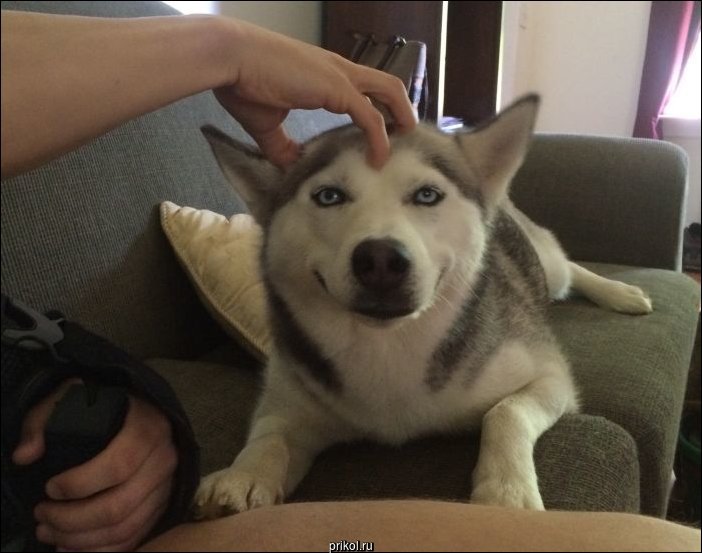 Фото приколы