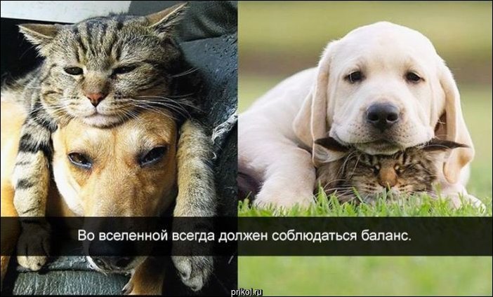 Фото приколы