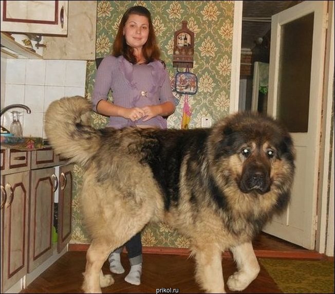 Фото приколы