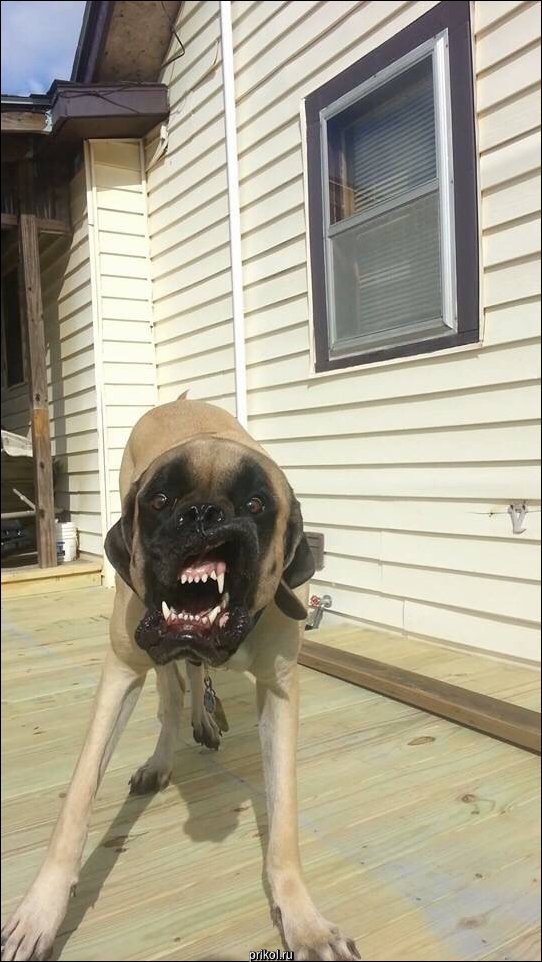 Фото приколы