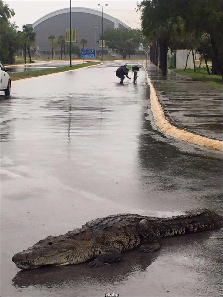 Фото приколы
