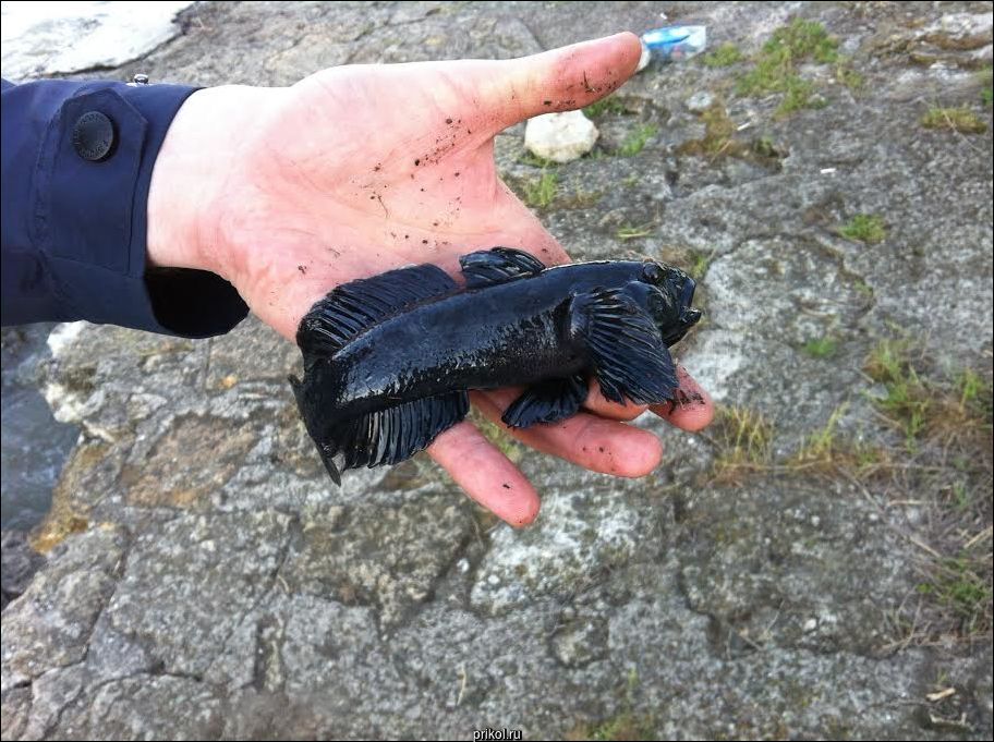 Фото приколы