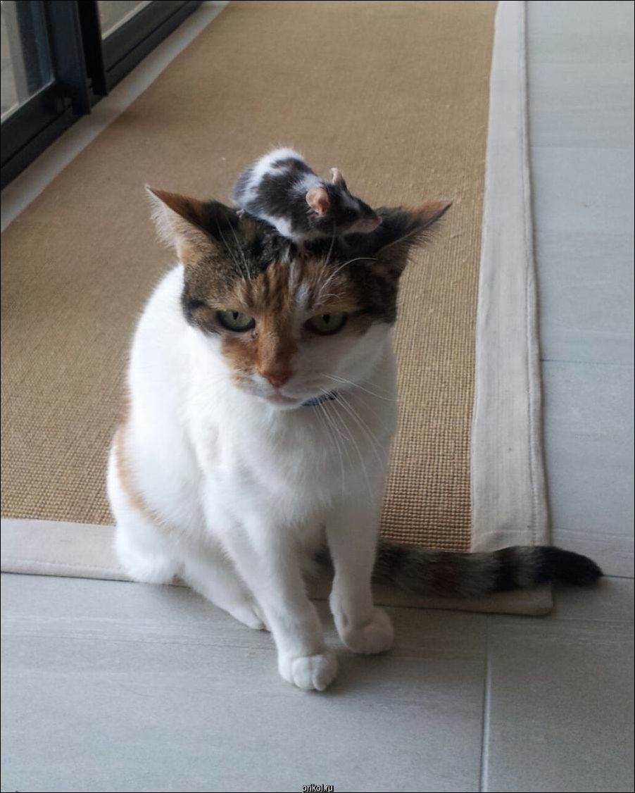 Фото приколы