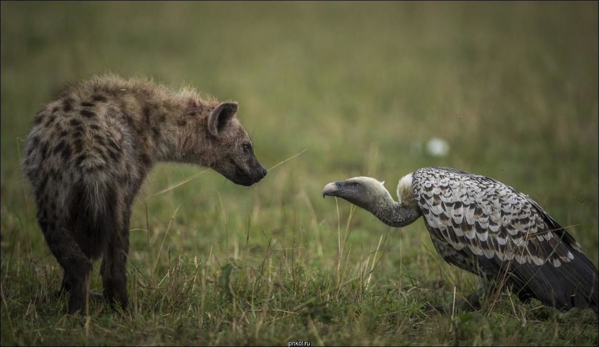 Фото приколы