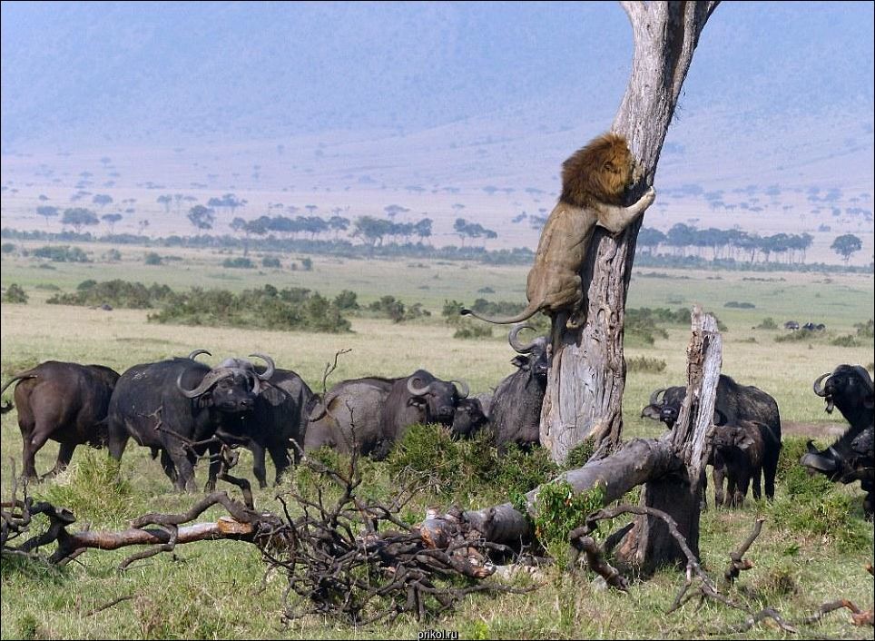 Лев на дереве